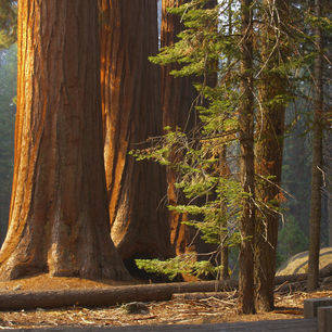 Amerika-Yosemite-National-Park-bos_6_512458