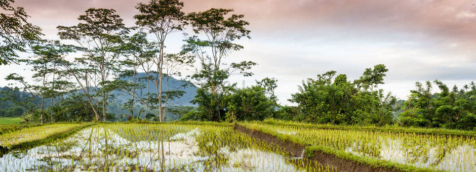Schitterende rijstvelden in Sidemen