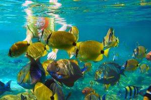Onderwaterwereld Nusa-eilanden