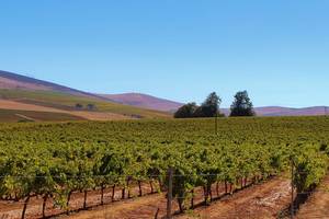Zuid-Afrika-Wijngaard