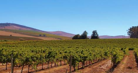 Zuid-Afrika-Wijngaard