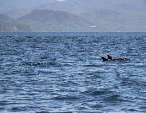 Excursie-Snorkelen-en-dolfijnen-spotten-5(15)