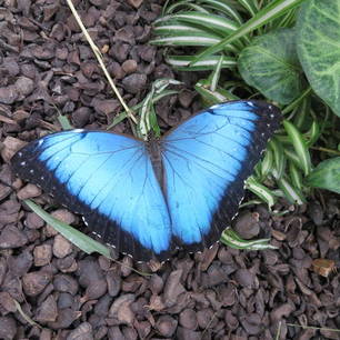 Blue Morpho vlinder in Mindo
