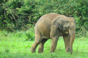 Pranburi, Wilde olifanten in het Kuiburi National Park
