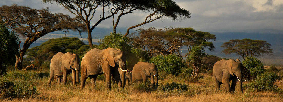 Kenia-Amboseli-Olifanten1