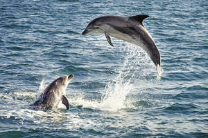 Zeilen & dolfijnen spotten