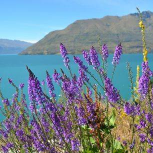 Nieuw-Zeeland-Lake-Wanaka