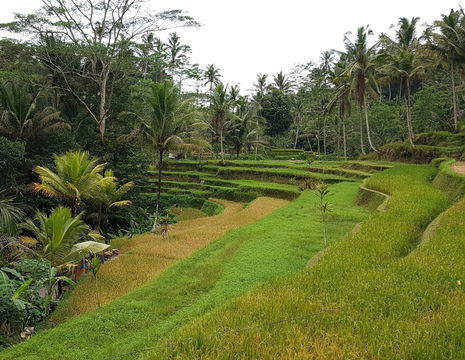 Bali-Ubud-Rijstterrassen