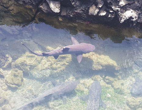 Haaien zwemmen in het rond nabij Isabela Island, Galapagos
