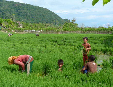 kinderen-rijstvelden-Sumbawa_1