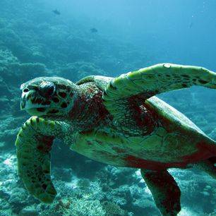 Malediven-onderwaterwereld-schildpad_1_374815