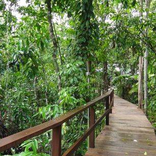 boardwalk door de jungle van Daintree Rainforest, 