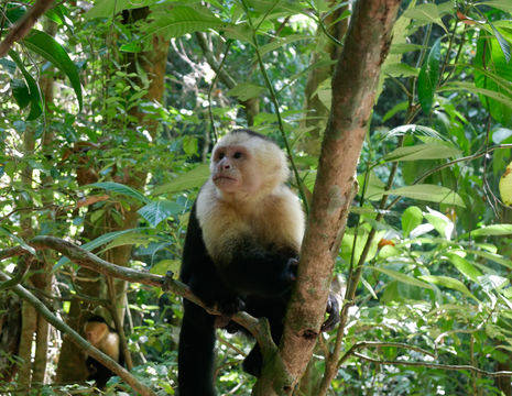 Manuel-Antonio-13-Capuchin-Monkey(5)
