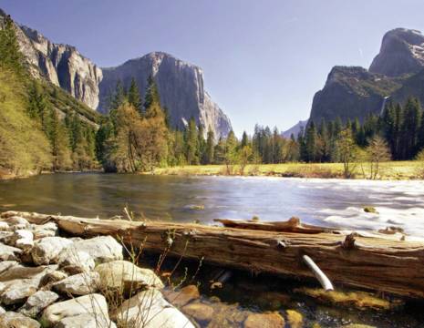 Amerika-Yosemite-Boomstam_2_511139