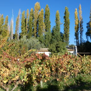 Argentinie-Mendoza-wijnboerderij-2
