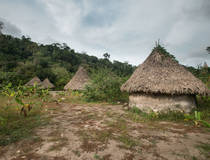 Inheemse Kogui-stam
