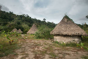 Inheemse Kogui-stam