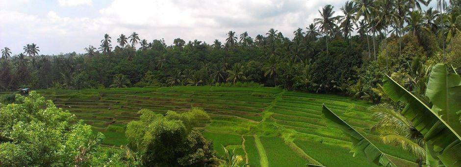 Indonesie-Bali-Jatiluwih-landschap6