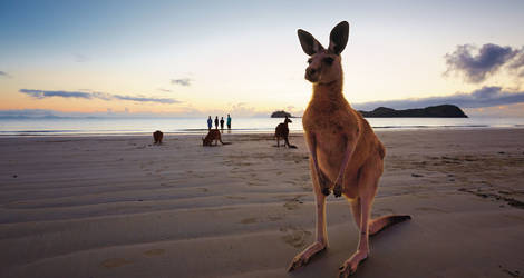 Australie-Whitsunday-Kangoeroe