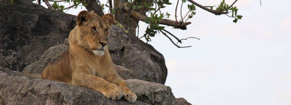 Tanzania-Serengeti-Leeuw2(2)