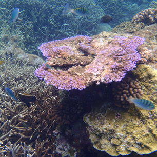 Indonesie-Bali-NusaLembongan-onderwater7