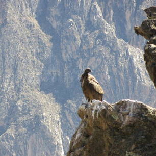 Spot-de-enorme-roofvogels-in-de-Colca-Canyon(10)