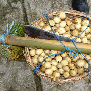 Indonesie-Molukken-Ambon-aardappels