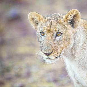 Etosha safari leeuw (11)