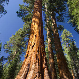 Yosemite-Sequoiabomen-Mariposa-Grove