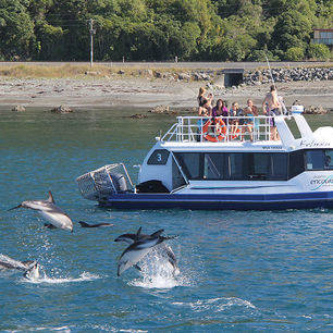 Nieuw-Zeeland-Kaikoura-Zwemmen-Dolfijnen1