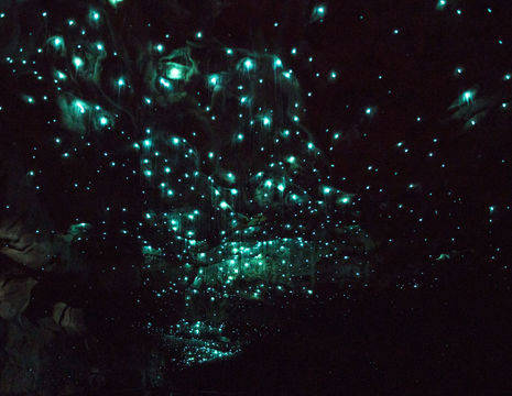 Nieuw-Zeeland-Waitomo-Glowworm-Caves-1