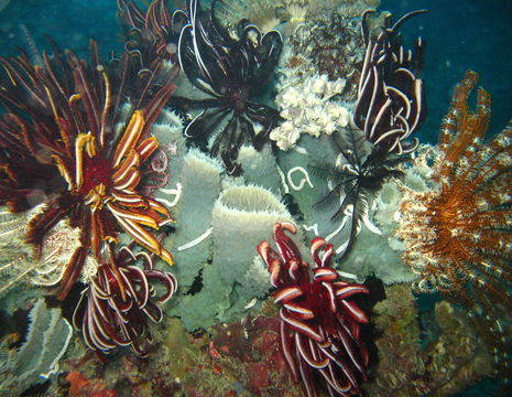 Kalimantan-Derawan-onderwater