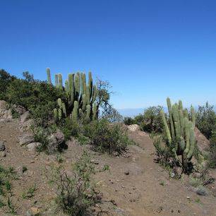 Chili-San-Pedro-de-Atacama-cactus