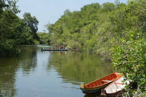 Kanovaren tussen de mangroves