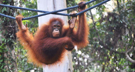 Orang-oetan-Borneo-Sepilok