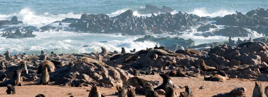Cape Cross zeehondenkolonie(16)