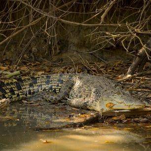 Australie-Kakadu-National-Park-Krokodil_1_559759