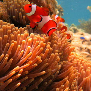 Bali-Pemuteran-Nemo-1