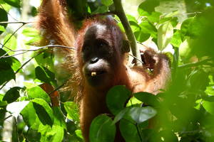 Sumatra-Bukit-Lawang-Orang-Oetan1