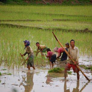 Laos-VangVieng-Rijstveld-Werken(2)