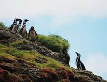 Chiloé eiland met pinguïns