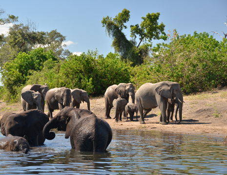 Swaziland-Chobe-NationalPark-olifanten(12)