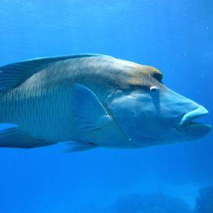 Australie-Great-Barrier-Reef-Napoleon-vis