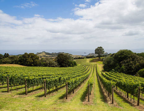 Nieuw-Zeeland-Noordereiland-Waiheke-Island-wijngaarden