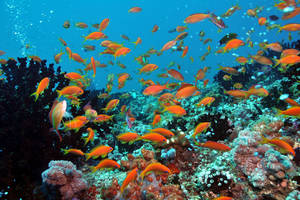 Onderwaterwereld_Dhigali_Maldives_Malediven_487727