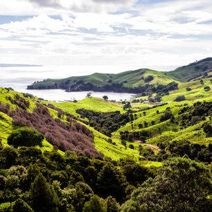 Nieuw-Zeeland-Coromandel-Heuvellandschap