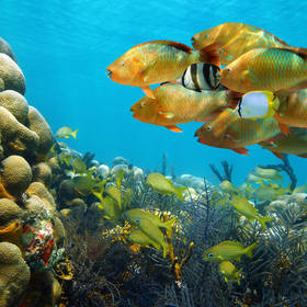 De kleurrijke onderwaterwereld van Bocas del Toro
