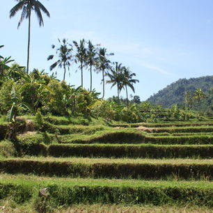 De rijstvelden in Munduk
