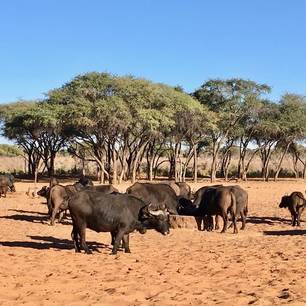 Namibie-Waterberg-Plateau-Buffels