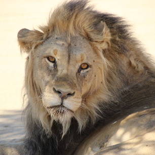 Prachtige leeuw in het Kgalagadi Nationaal Park in Zuid-Afrika